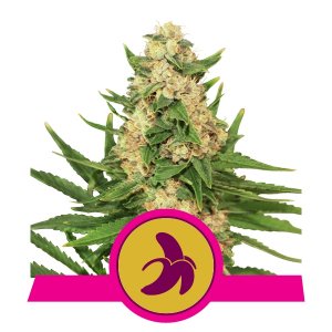 Buy CBD Oil Capsules Buy Fat Banana