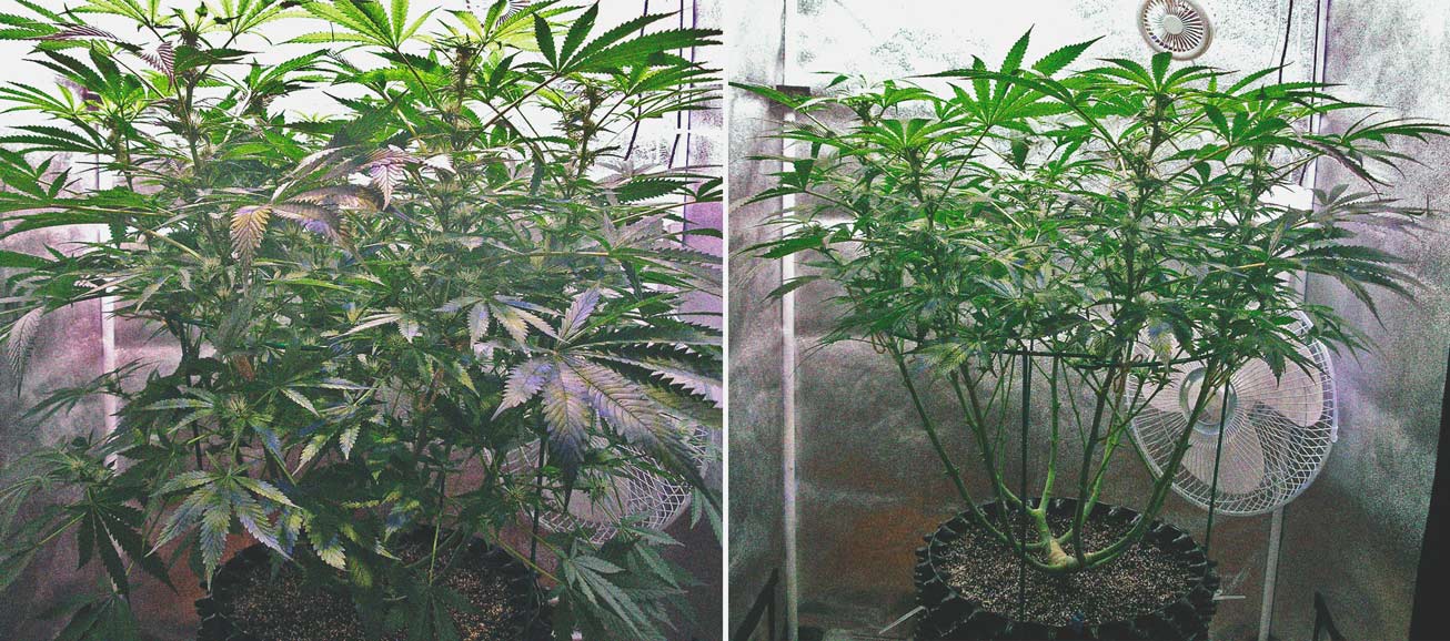 Defoliation Cannabis Plant in the Flowering Phase