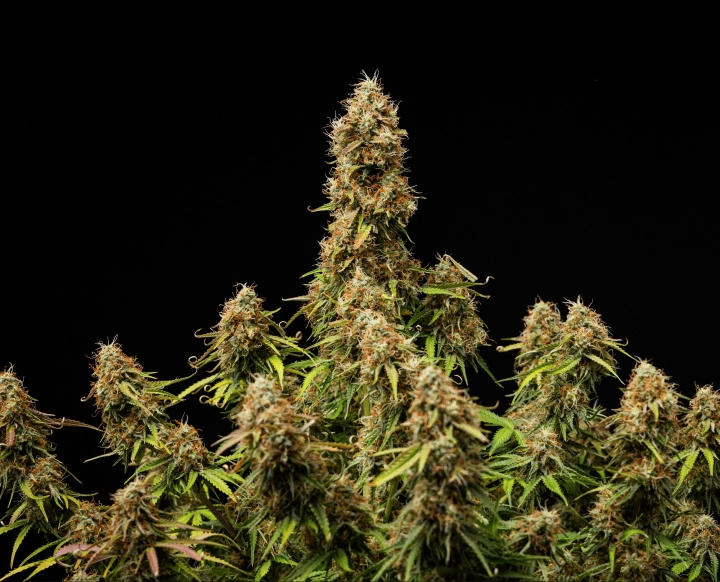 Tiheitä, pihkaisia kukkia ja täysin kypsä rakenne kasvusyklin lopussa