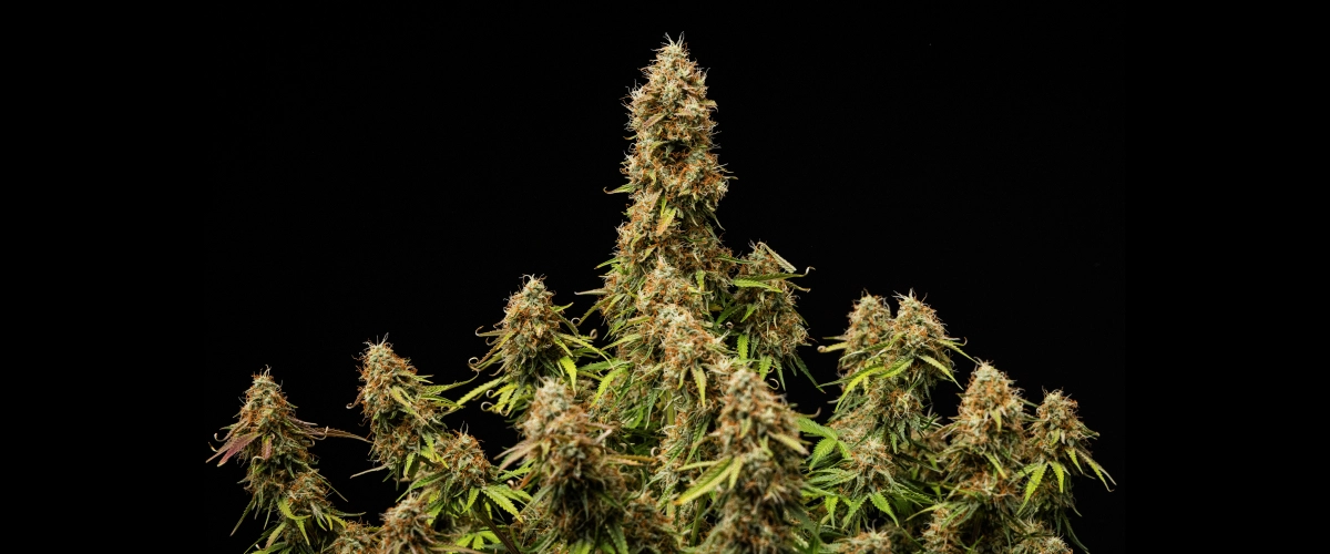 Tiheitä, pihkaisia kukkia ja täysin kypsä rakenne kasvusyklin lopussa