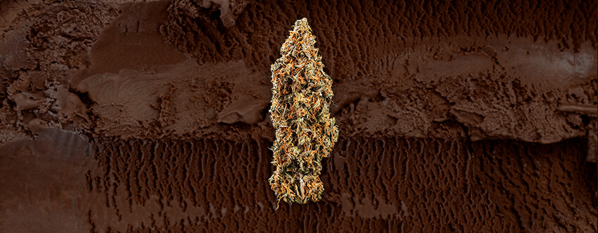 Gelato: The sweet treat that can't be beat