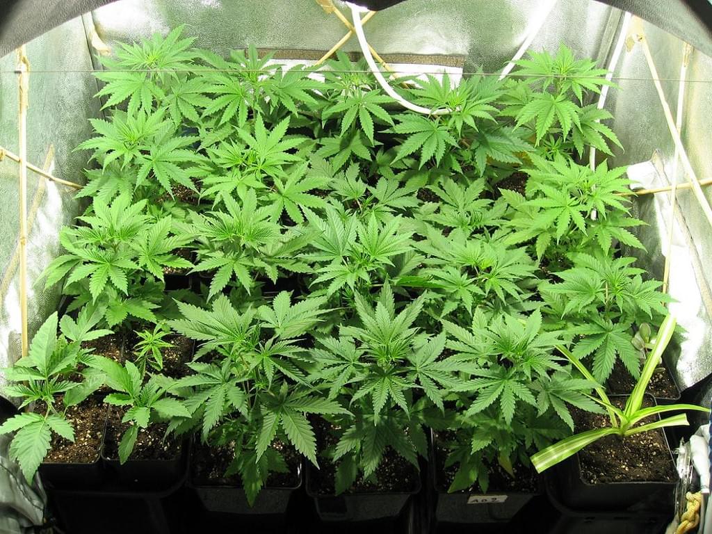 Indoor marihuana viljely Indoor marihuana viljely