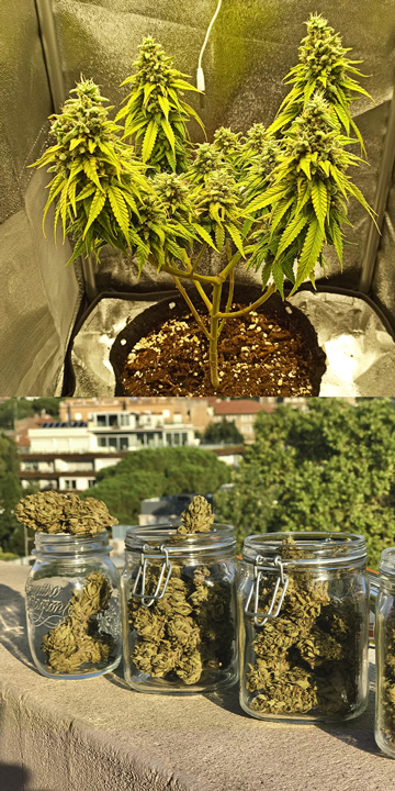 Kuka kasvattaa autoflowereita ja miksi? Kuka kasvattaa autoflowereita ja miksi?