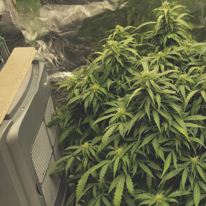 Miten kasvattaa kannabista autoflower-siemenistä Miten kasvattaa kannabista autoflower-siemenistä