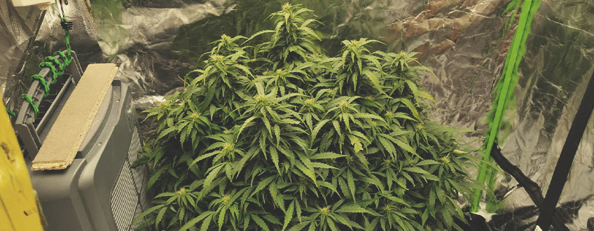 Miten kasvattaa kannabista autoflower-siemenistä Miten kasvattaa kannabista autoflower-siemenistä