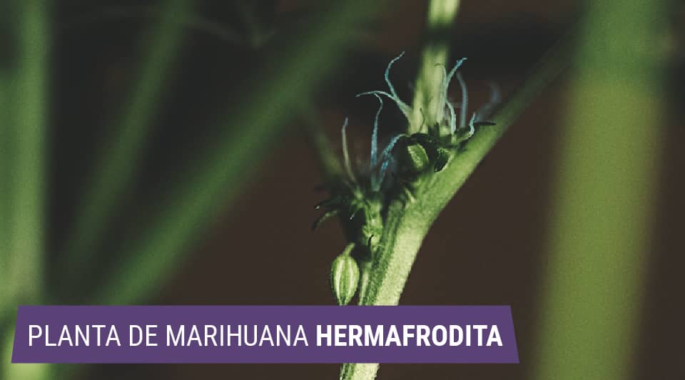 Hermafroditas: cuando las plantas de marihuana se vuelven monoicas