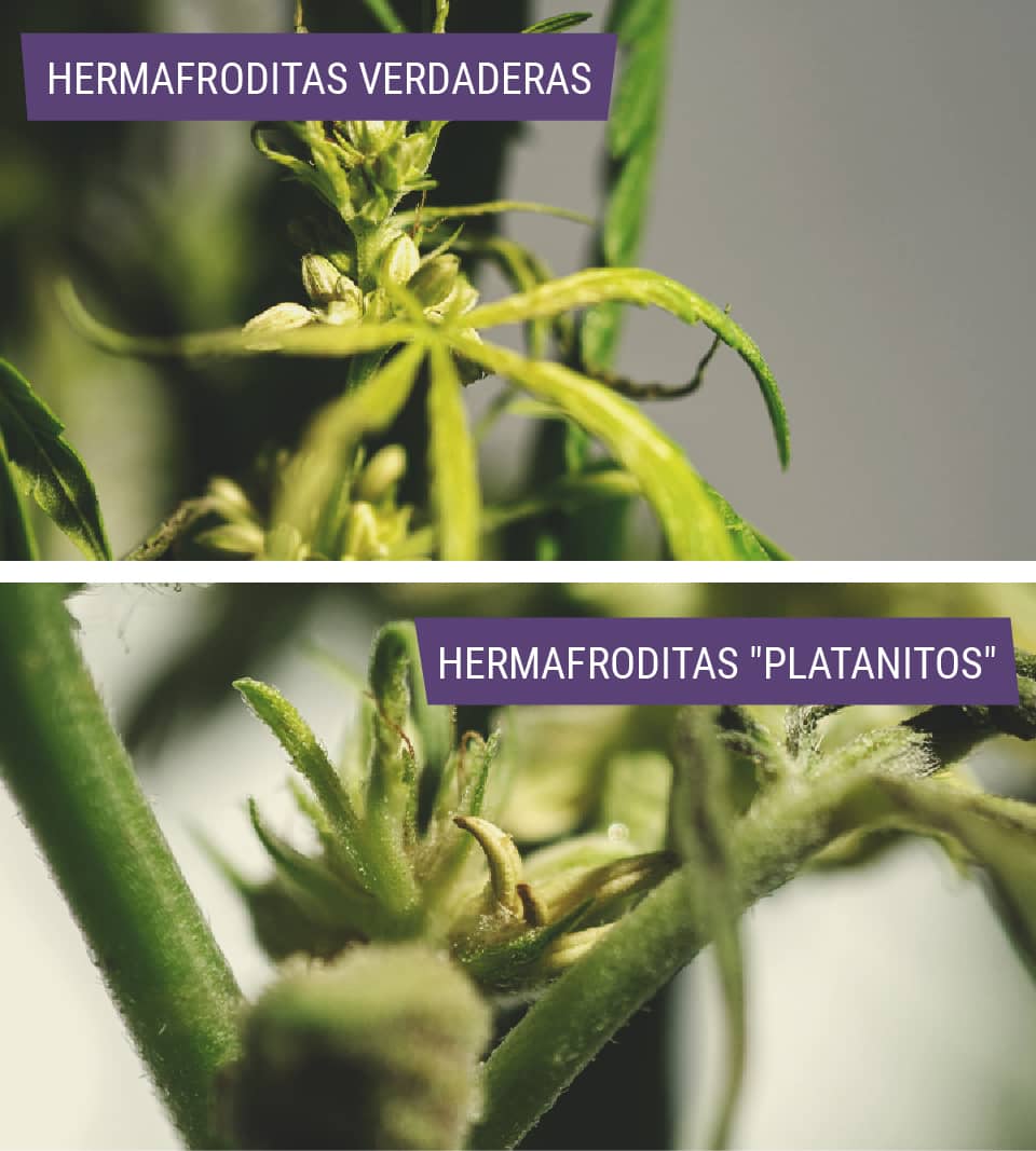 Tipos de plantas de marihuana hermafroditas