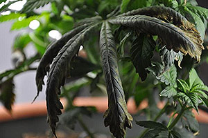 Kannabiksen kasvi tarvitsee apua Kannabiksen kasvi tarvitsee apua