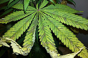 Mitä tehdä, jonka overfeeding peräisin kannabiskasvista? Mitä tehdä, jonka overfeeding peräisin kannabiskasvista?