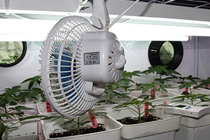 Fan kasvaville kannabiksen Fan kasvaville kannabiksen