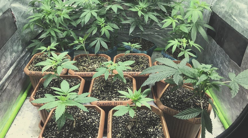 Growing Medical Marijuana: Equipment Rundown