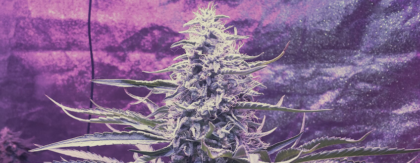 Legendary OG Punch Legendary OG Punch