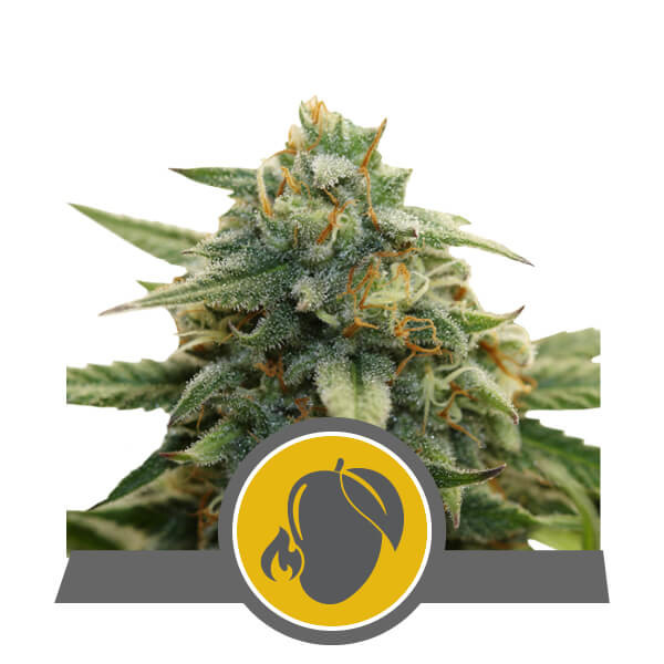 Mango Crunch