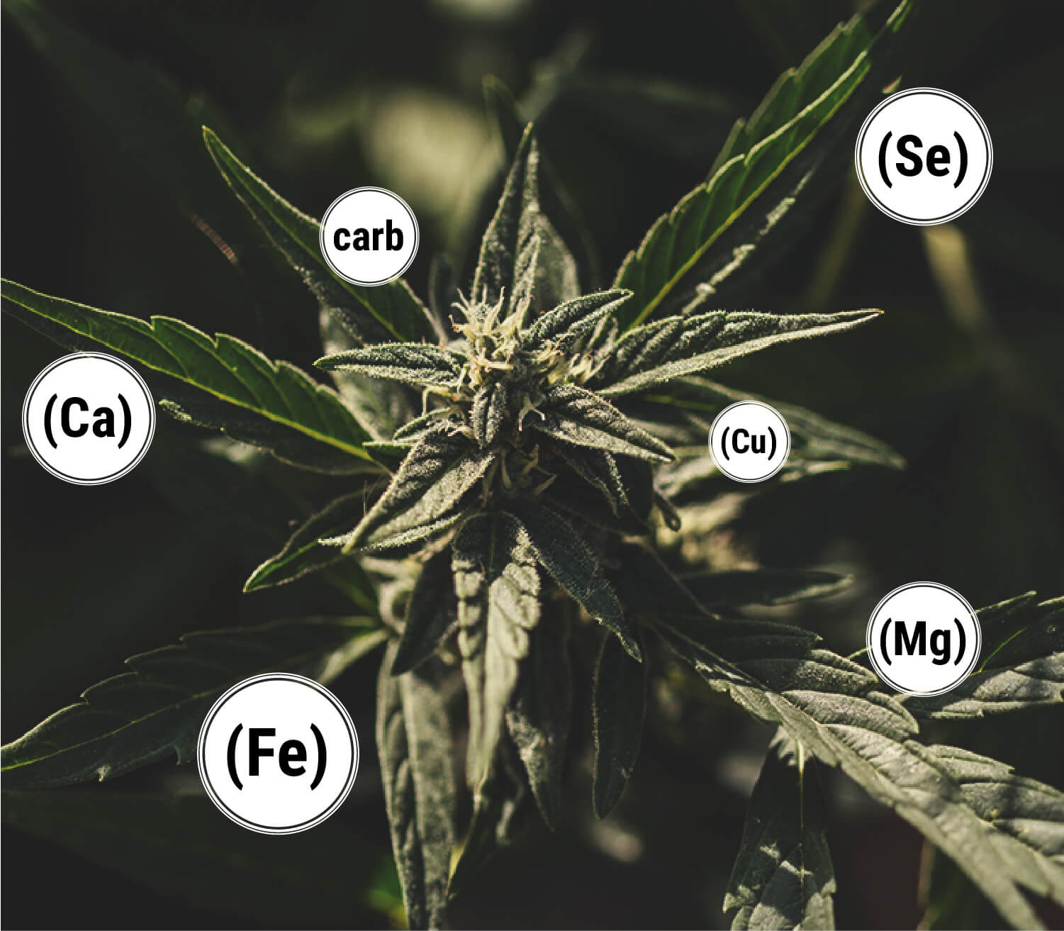 ¿Cómo beneficia la melaza a las plantas de marihuana?
