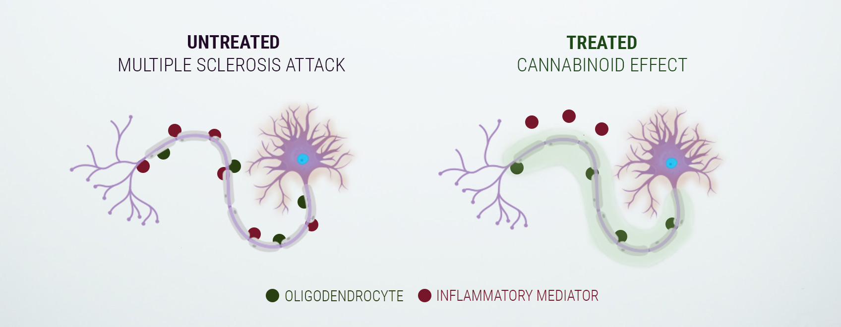 Sananen endokannabinoidijärjestelmästä Sananen endokannabinoidijärjestelmästä