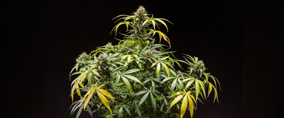 North Thunderfuck -kannabiskasvi, jossa tiheät hartsiset nuput, oranssit pistillit ja huurteiset trikomit myöhäisessä kukintavaiheessa