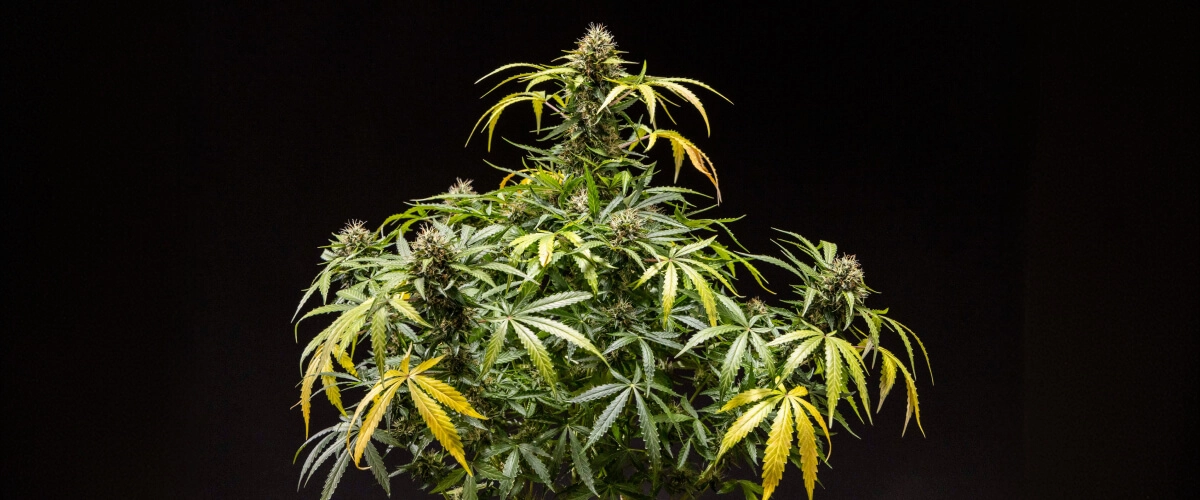North Thunderfuck -kannabiskasvi, jossa on tiiviit hartsiset kukinnot, oranssit emit ja huurteiset trikomit kukinnan loppuvaiheessa