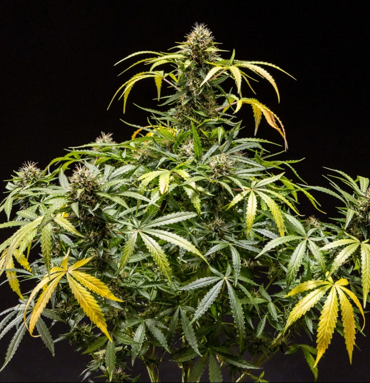 North Thunderfuck -kannabiskasvi, jossa on tiiviit hartsiset kukinnot, oranssit emit ja huurteiset trikomit kukinnan loppuvaiheessa