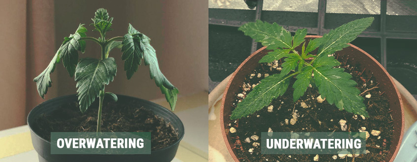 Kannabiksen taimiaika haltuun vain 3 vaiheella Kannabiksen taimiaika haltuun vain 3 vaiheella