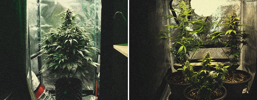 Microcultivos de marihuana: cómo conseguir hierba de calidad en espacios minúsculos