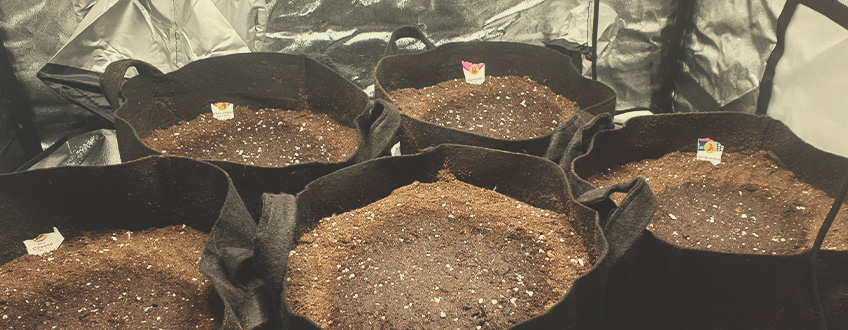 Istuta autoflowering-lajikkeesi niiden lopullisiin ruukkuihinsa Istuta autoflowering-lajikkeesi niiden lopullisiin ruukkuihinsa