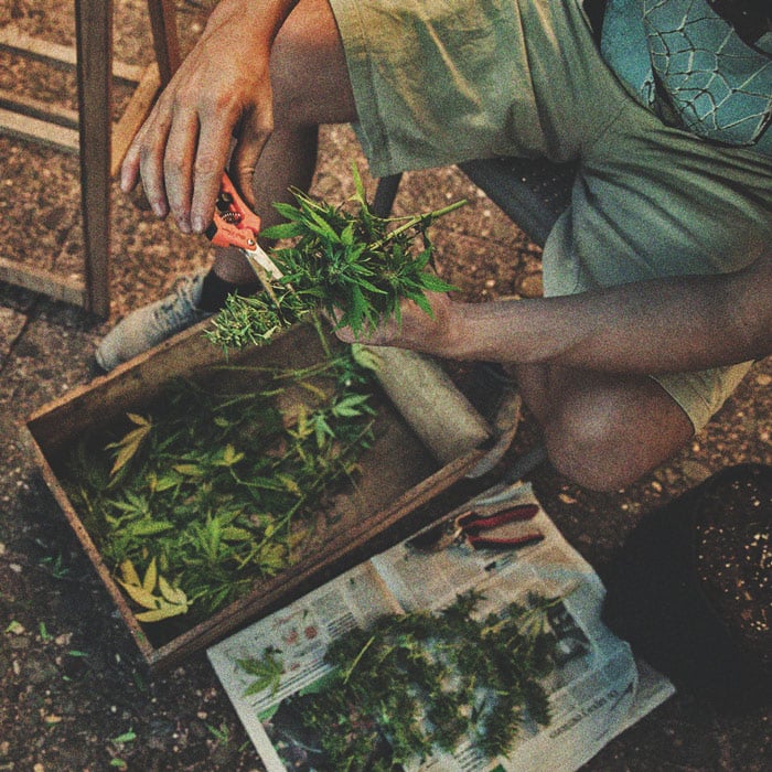 Opi jokainen askel kannabiksen sadonkorjuusta ja sen jälkeisestä käsittelystä