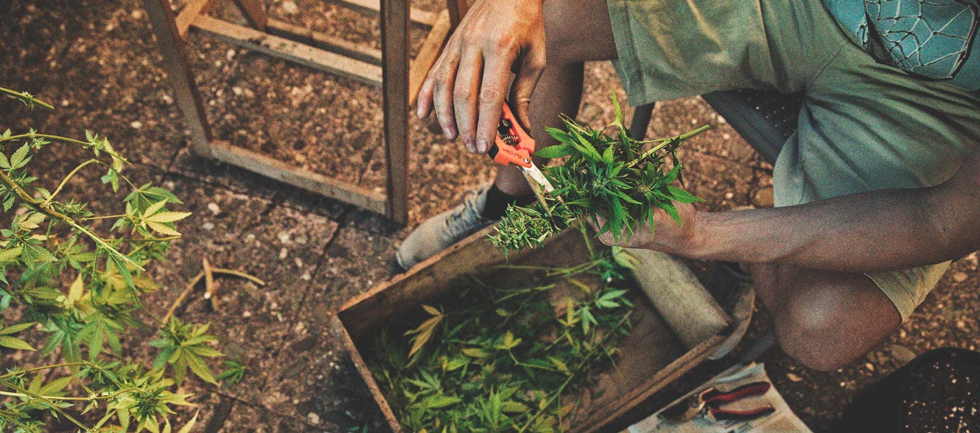 Opi jokainen askel kannabiksen sadonkorjuusta ja sen jälkeisestä käsittelystä