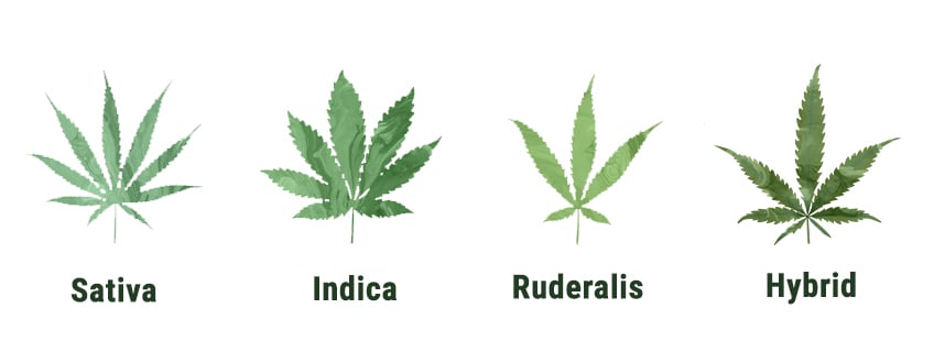 IS RUDERALIS THE SAME AS HEMP?