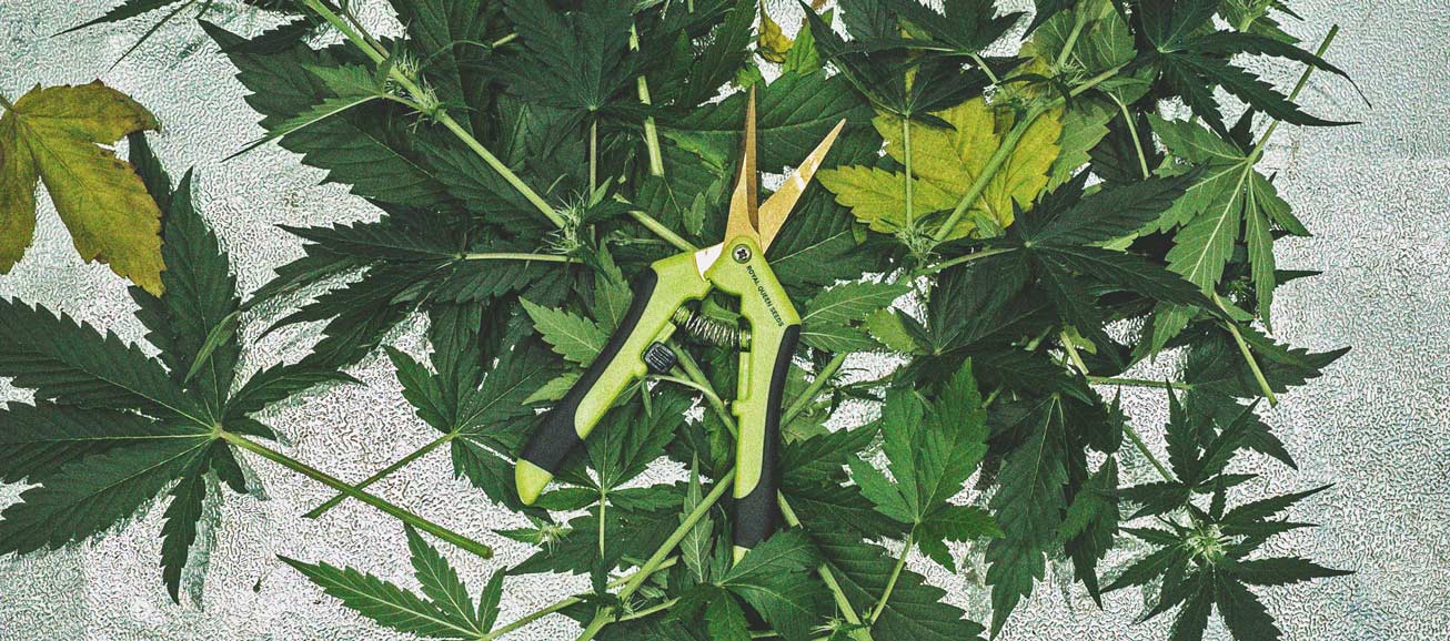 Defoliation – A High Risk Way To Increase Yield