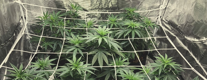 HOW TO SCROG: MAJOR CONSIDERATIONS