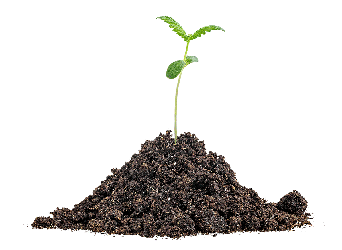 Seedling Seedling