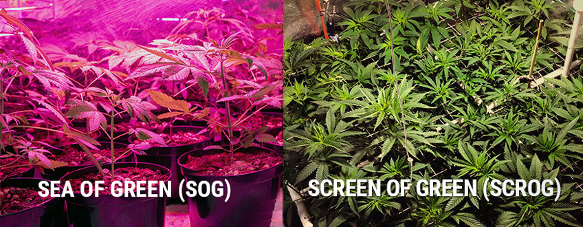 SOG SCROG