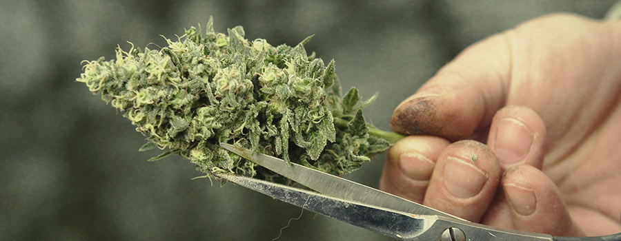 Trimming Trimming