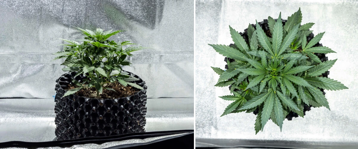 North Thunderfuck -kannabiskasvi varhaisen vegetatiivisen kasvun toisella viikolla, jolloin se kasvattaa lisää viuhkalehtiä ja muodostaa vahvemman juuriston mullassa LED-valon alla