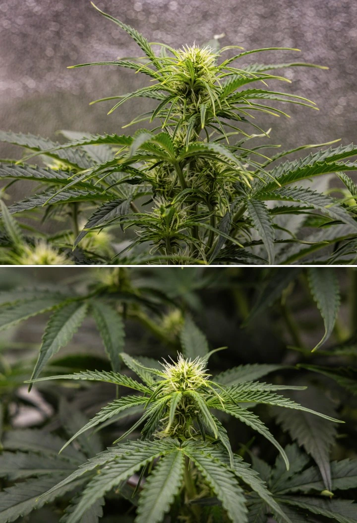 Gaia F1 -kannabiskasvi viikolla 5 kasvamassa mullassa terveellä kukintavaiheen kasvulla sisätiloissa