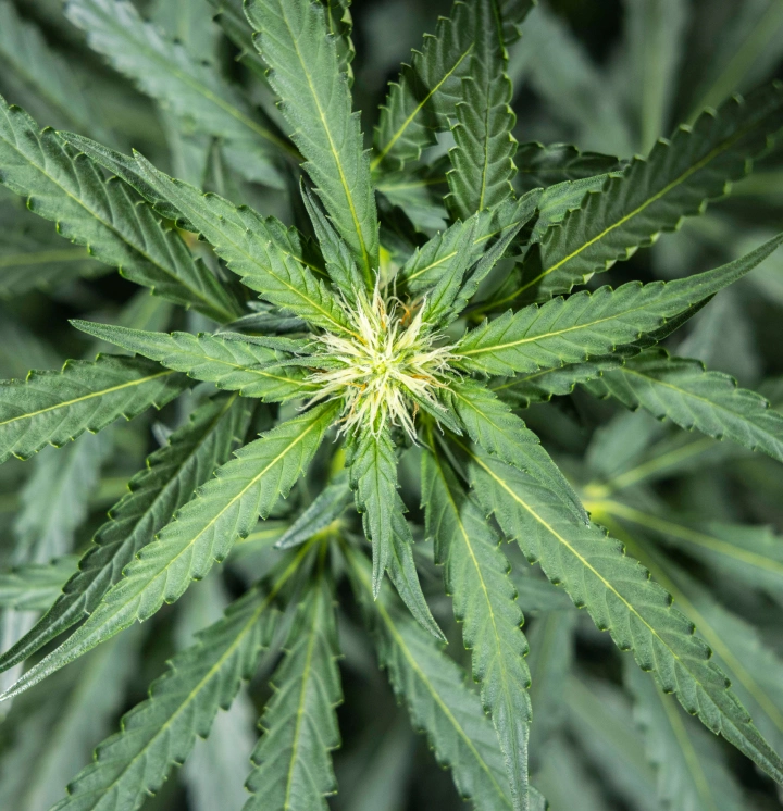 North Thunderfuck -kannabiskasvi varhaisen kukinnan viikolla 5, jolloin kukintokohtiin muodostuu uusia valkoisia emejä ja terveet viuhkalehdet kasvavat LED-valon alla