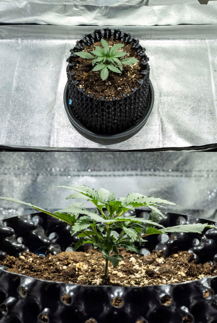 North Thunderfuck -kannabiksen taimi viikolla 1 ensimmäisillä oikeilla lehdillä ja terveellä varhaisella kasvulla mullassa LED-valon alla
