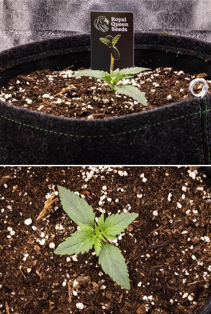 Gaia F1 -kannabiksen taimi viikolla 1 kasvamassa mullassa, ensimmäiset varsinaiset lehdet kehittymässä ja varhainen rakenne kompaktina sisäolosuhteissa