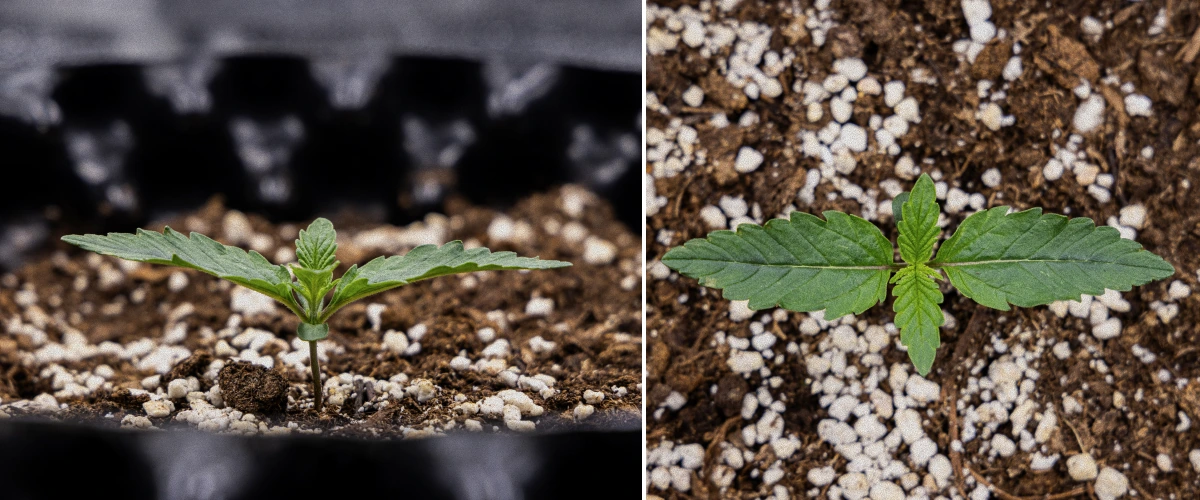 GOAT'lato Auto Kasvatusraportti – Viikko 1 Taimivaihe