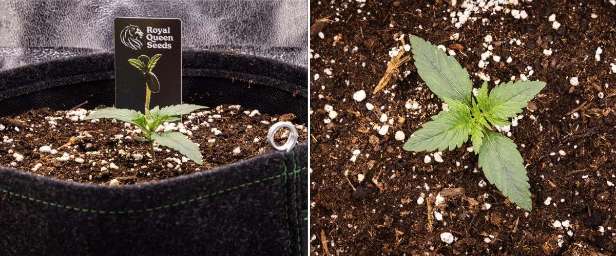 Gaia F1 -kannabiksen taimi viikolla 1 kasvamassa mullassa, ensimmäiset varsinaiset lehdet kehittymässä ja varhainen rakenne kompaktina sisäolosuhteissa