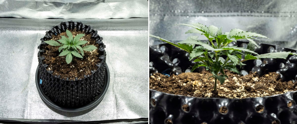 North Thunderfuck -kannabiksen taimi viikolla 1 ensimmäisillä oikeilla lehdillä ja terveellä varhaisella kasvulla mullassa LED-valon alla