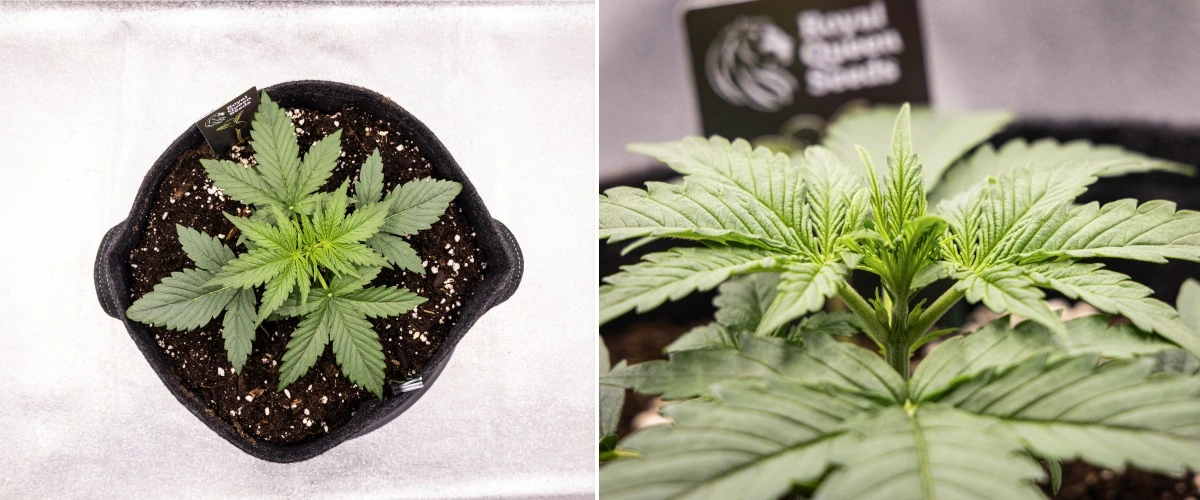 Gaia F1 -kannabiskasvi viikolla 2 kasvamassa mullassa terveellä varhaisella kasvuvaiheella sisätiloissa