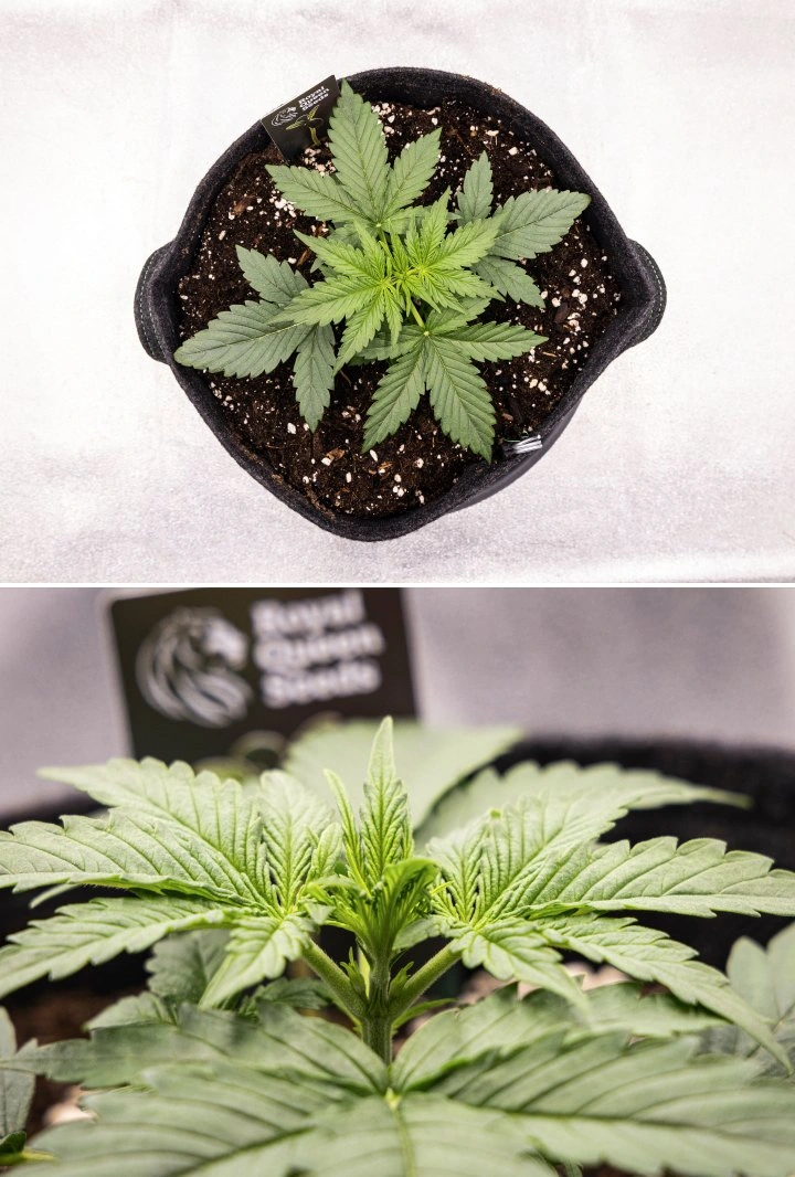 Gaia F1 -kannabiskasvi viikolla 2 kasvamassa mullassa terveellä varhaisella kasvuvaiheella sisätiloissa