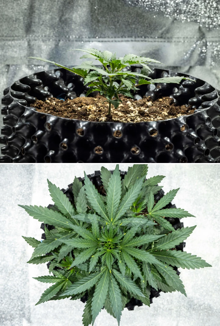 North Thunderfuck -kannabiskasvi varhaisen vegetatiivisen kasvun toisella viikolla, jolloin se kasvattaa lisää viuhkalehtiä ja muodostaa vahvemman juuriston mullassa LED-valon alla