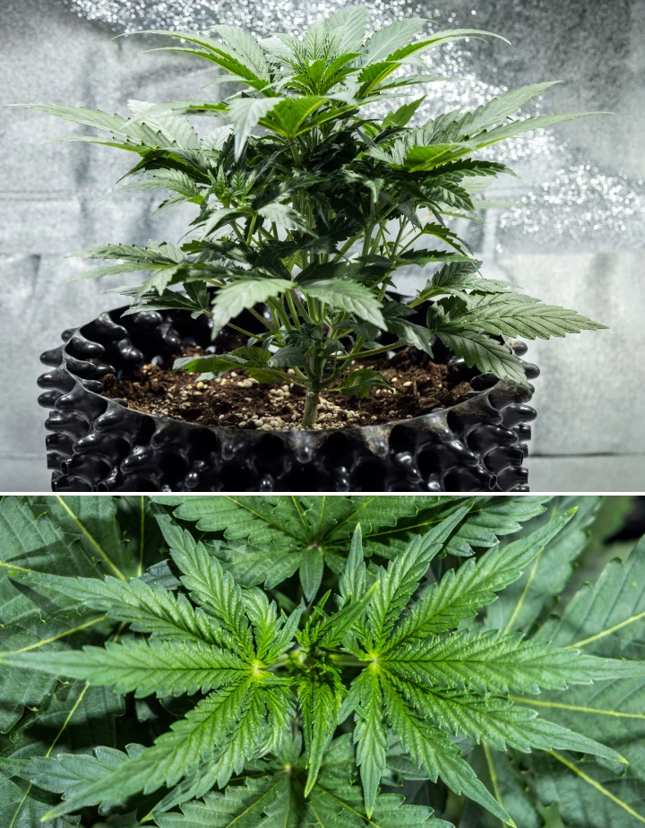 North Thunderfuck -kannabiskasvi vegetatiivisen kasvun kolmannella viikolla, jolloin sillä on elinvoimainen rakenne, leveät viuhkalehdet ja tervettä haarautumista mullassa LED-valon alla