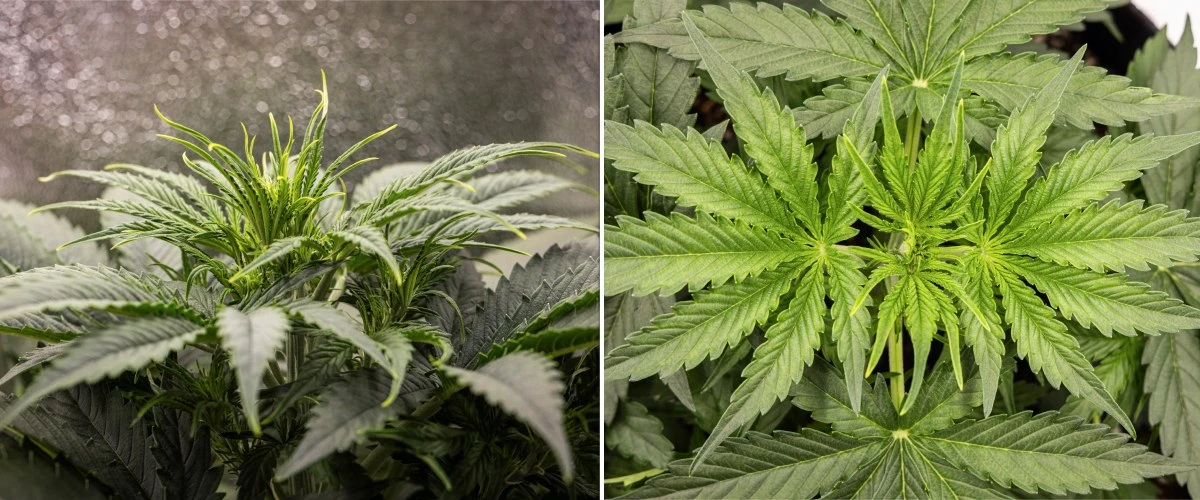 Gaia F1 -kannabiskasvi viikolla 3 kasvamassa mullassa terveellä vegetatiivisella kasvulla sisätiloissa