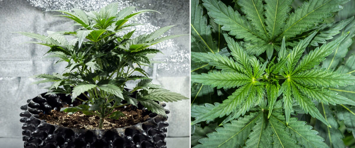 North Thunderfuck -kannabiskasvi vegetatiivisen kasvun kolmannella viikolla, jolloin sillä on elinvoimainen rakenne, leveät viuhkalehdet ja tervettä haarautumista mullassa LED-valon alla