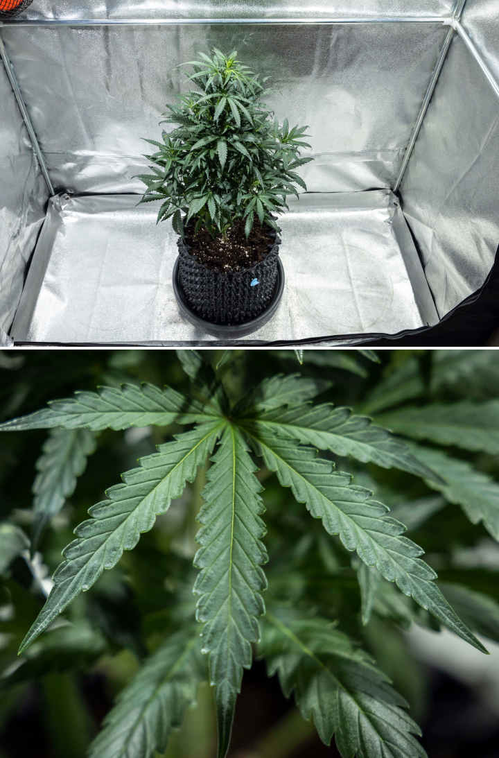 North Thunderfuck -kannabiskasvi vegetatiivisen kasvun neljännellä viikolla, jolloin kasvusto on tuuheampi, haarautuminen vahvaa ja terveet viuhkalehdet kehittyvät mullassa LED-valon alla