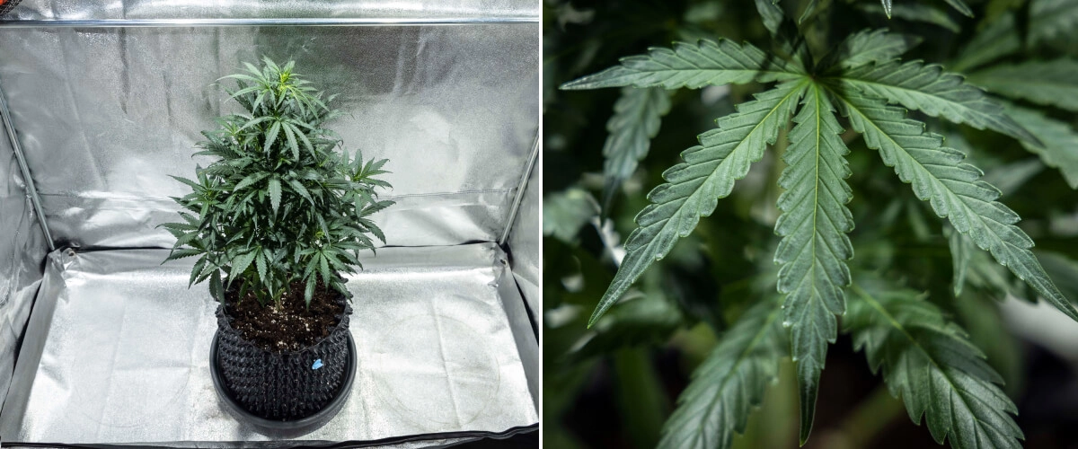 North Thunderfuck -kannabiskasvi vegetatiivisen kasvun neljännellä viikolla, jolloin kasvusto on tuuheampi, haarautuminen vahvaa ja terveet viuhkalehdet kehittyvät mullassa LED-valon alla