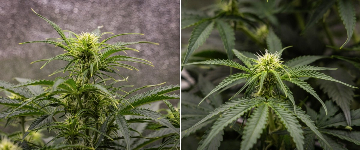 Gaia F1 -kannabiskasvi viikolla 5 kasvamassa mullassa terveellä kukintavaiheen kasvulla sisätiloissa